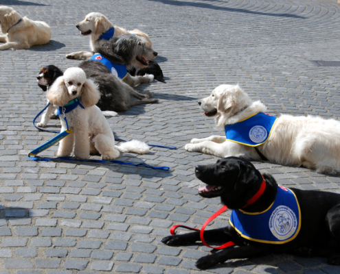 wheelchair carrier for car