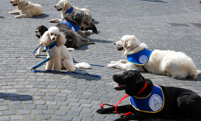 wheelchair carrier for car