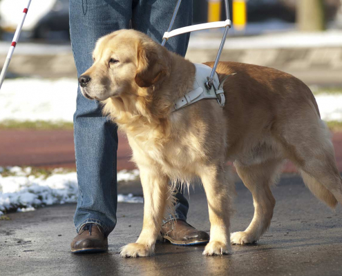 service dogs